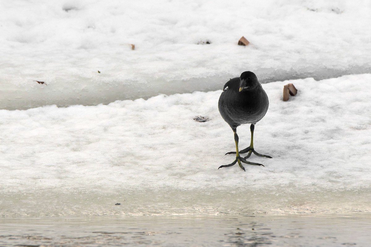 Хажилгат түнжүүр - ML646396302