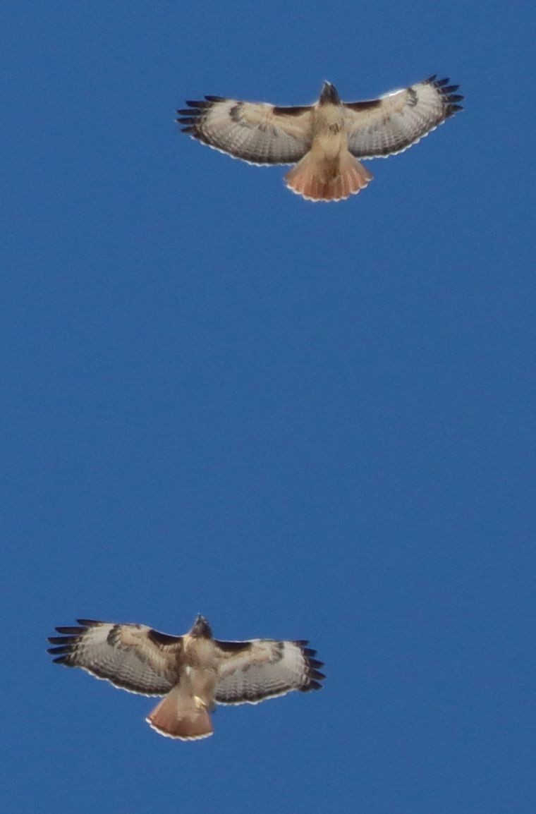 Red-tailed Hawk - ML646396303