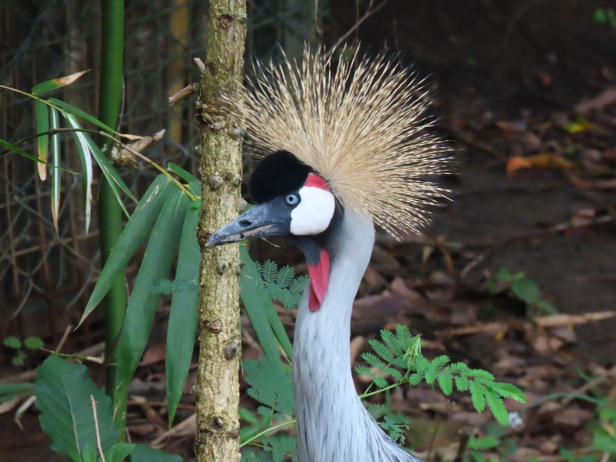 ホオジロカンムリヅル - ML646396310