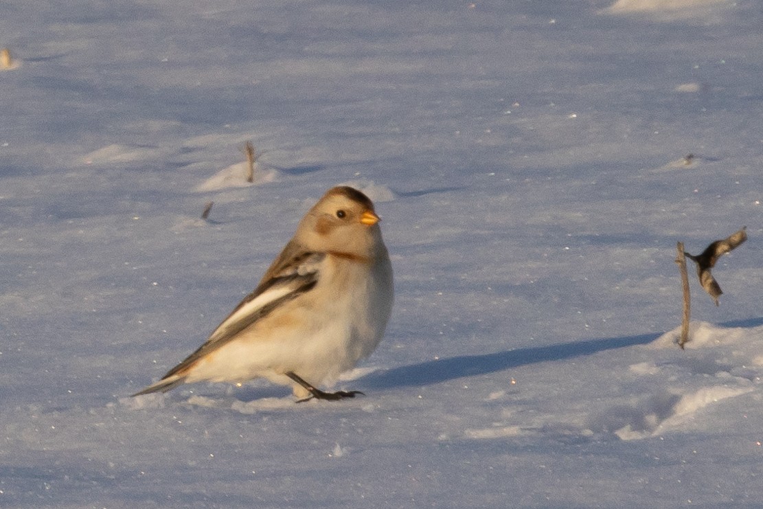 Snow Bunting - ML646396311