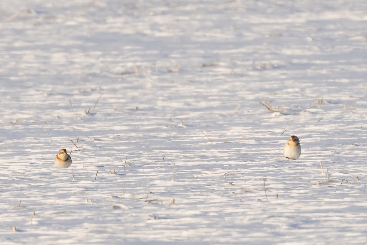Snow Bunting - ML646396312