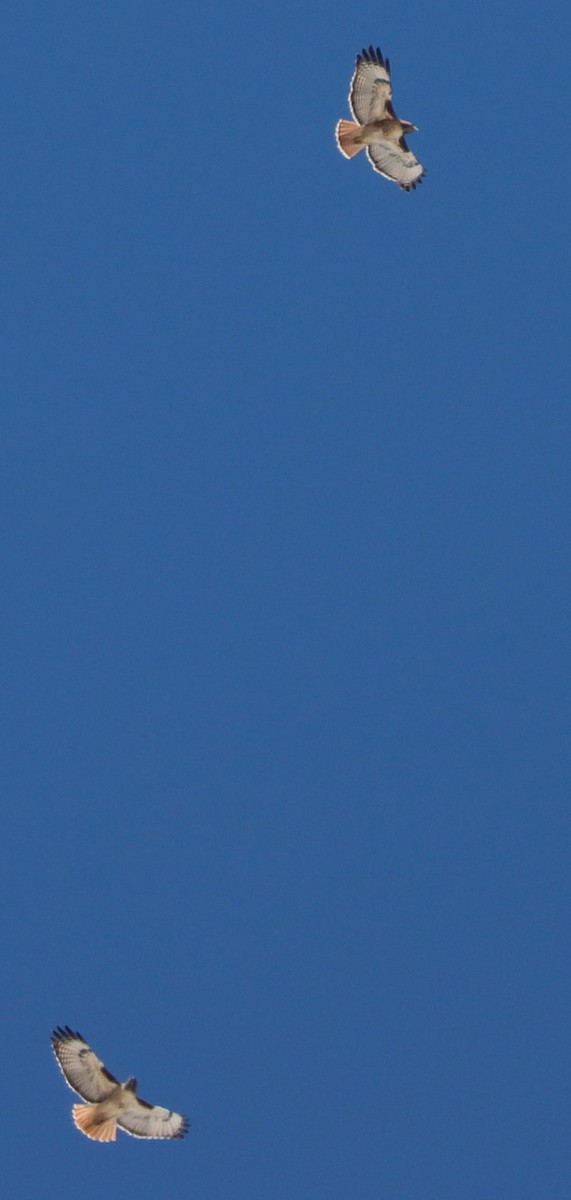 Red-tailed Hawk - ML646396320