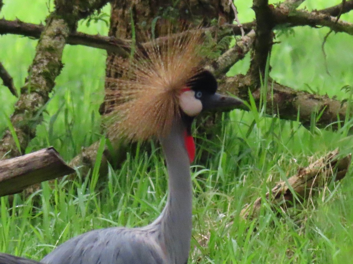 ホオジロカンムリヅル - ML646396326