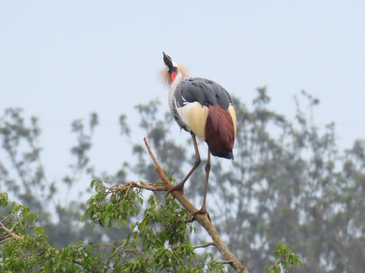 ホオジロカンムリヅル - ML646396327