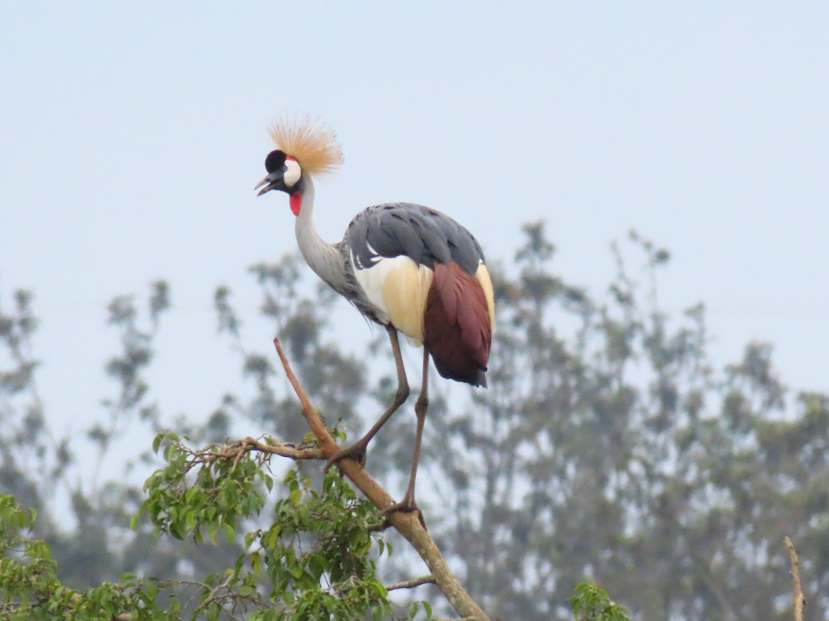 ホオジロカンムリヅル - ML646396328