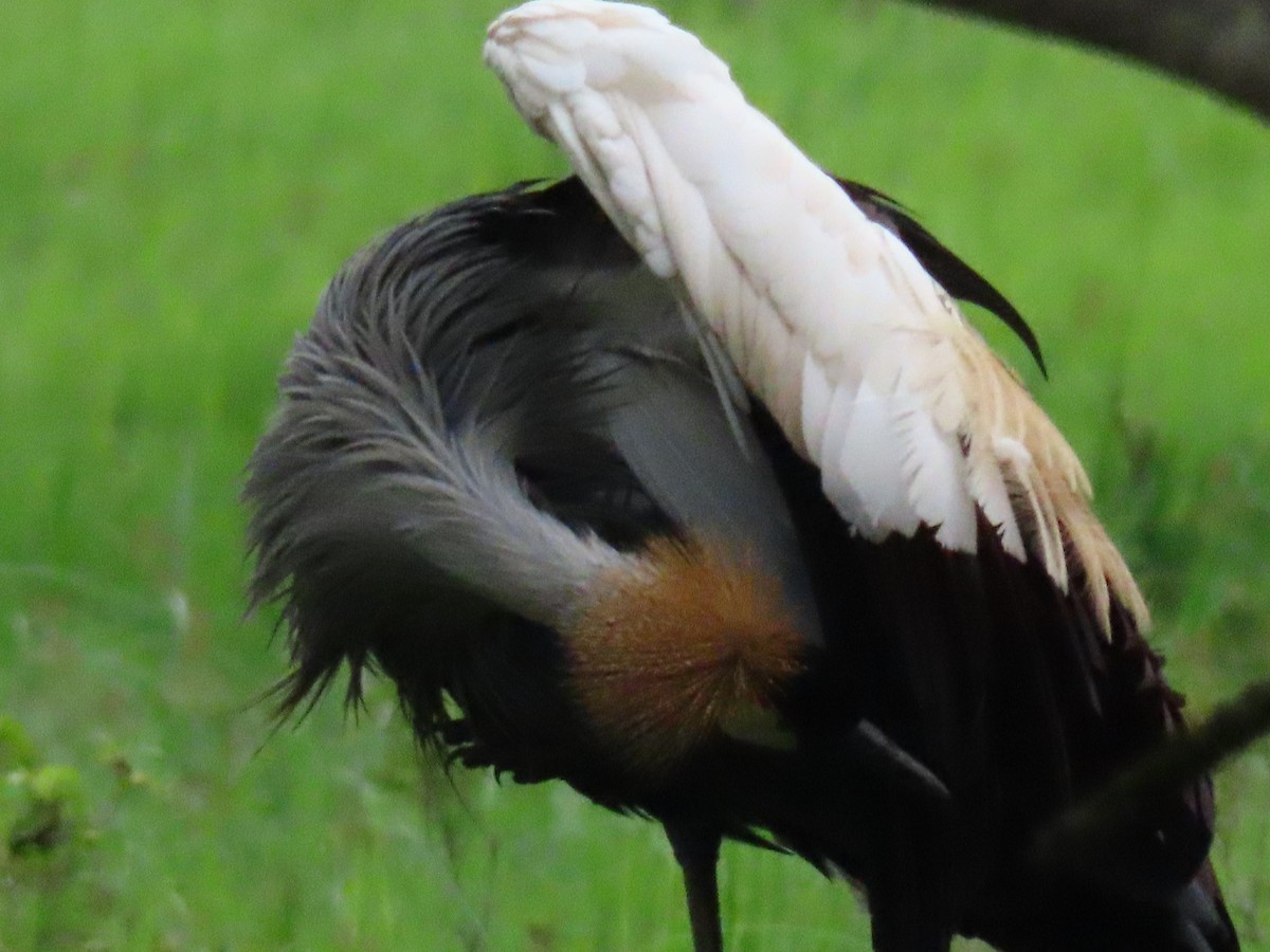 ホオジロカンムリヅル - ML646396329