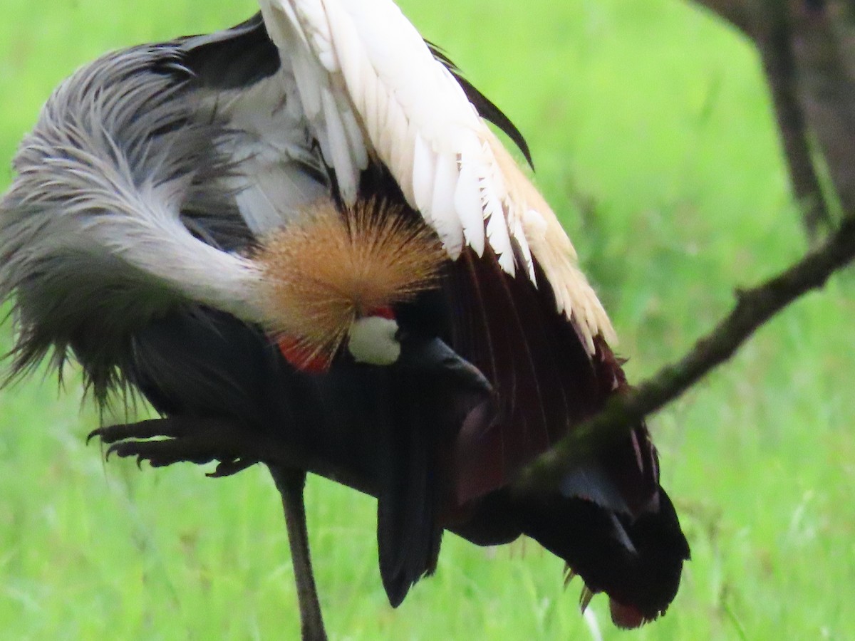 ホオジロカンムリヅル - ML646396330