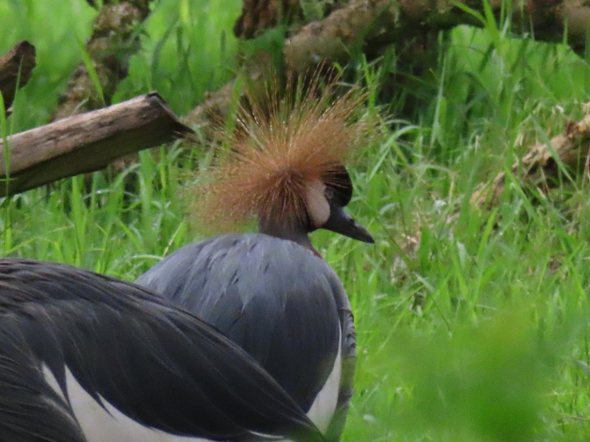 ホオジロカンムリヅル - ML646396331