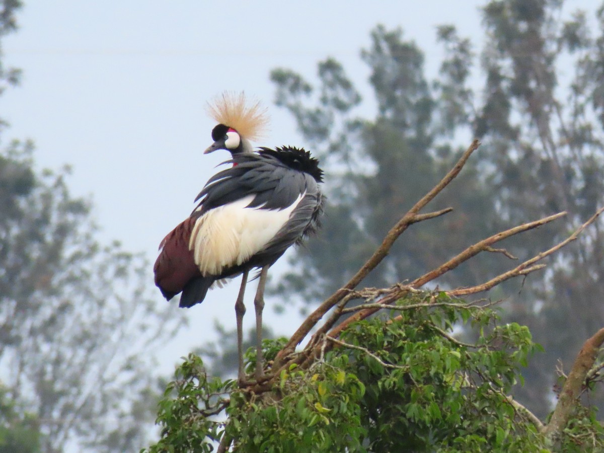 ホオジロカンムリヅル - ML646396332