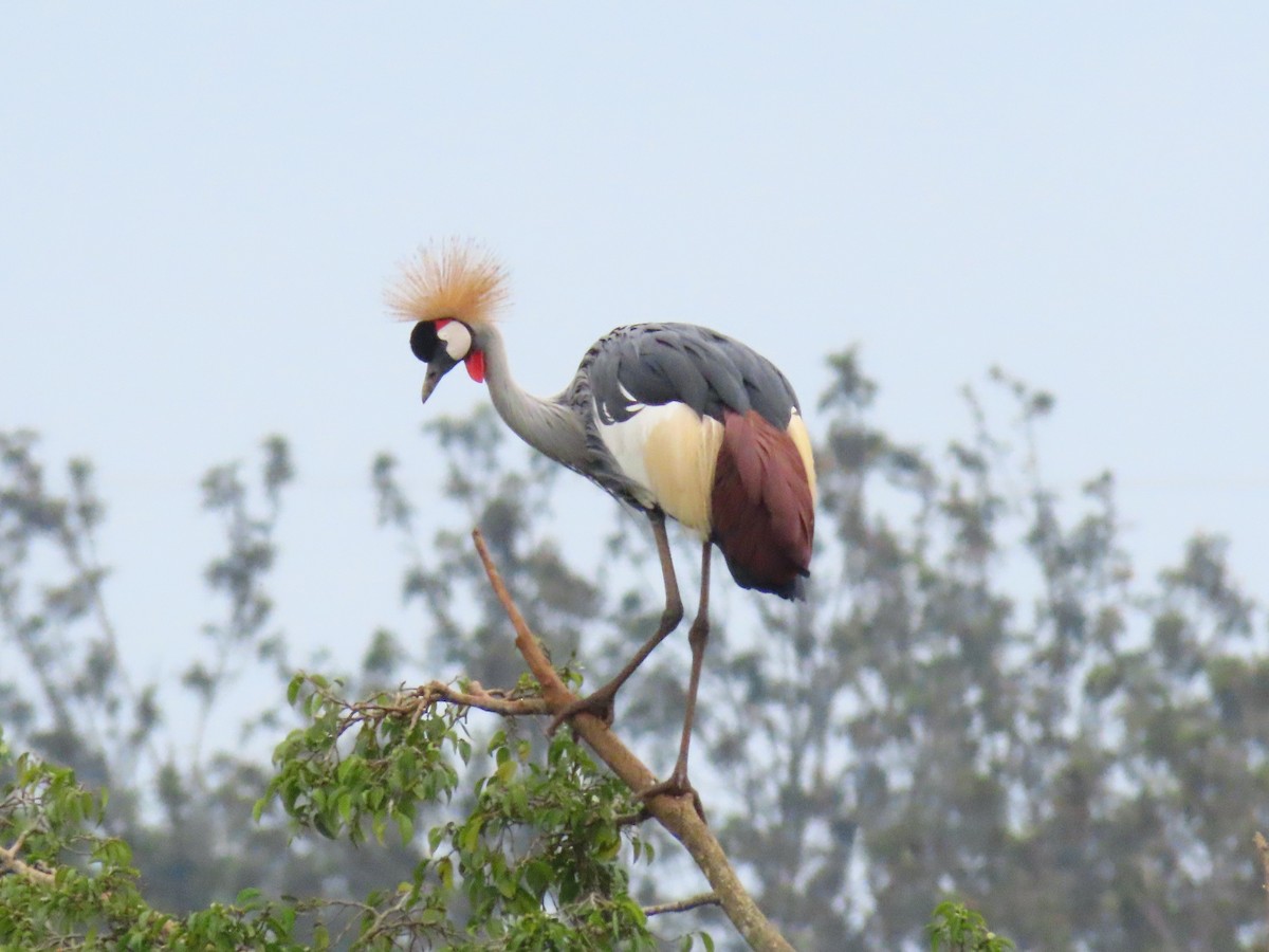 ホオジロカンムリヅル - ML646396335