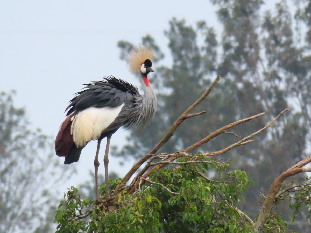 ホオジロカンムリヅル - ML646396336