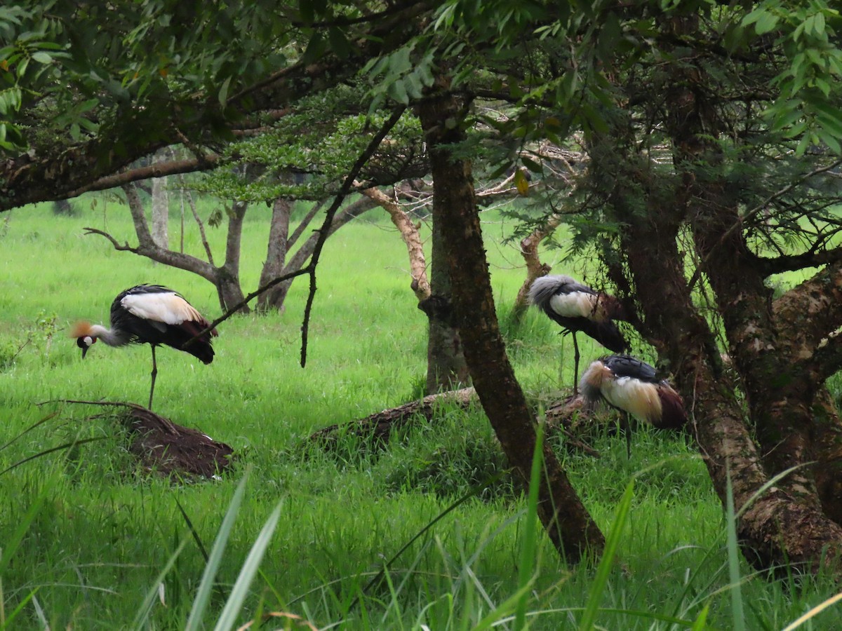 ホオジロカンムリヅル - ML646396337