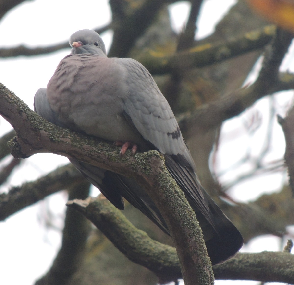 holub doupňák - ML646396338