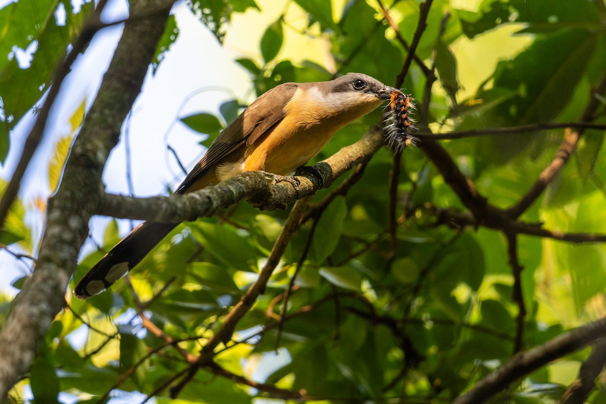 Кукліло бурий - ML646396345