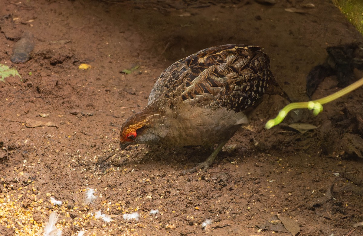 Spot-winged Wood-Quail - ML646396346
