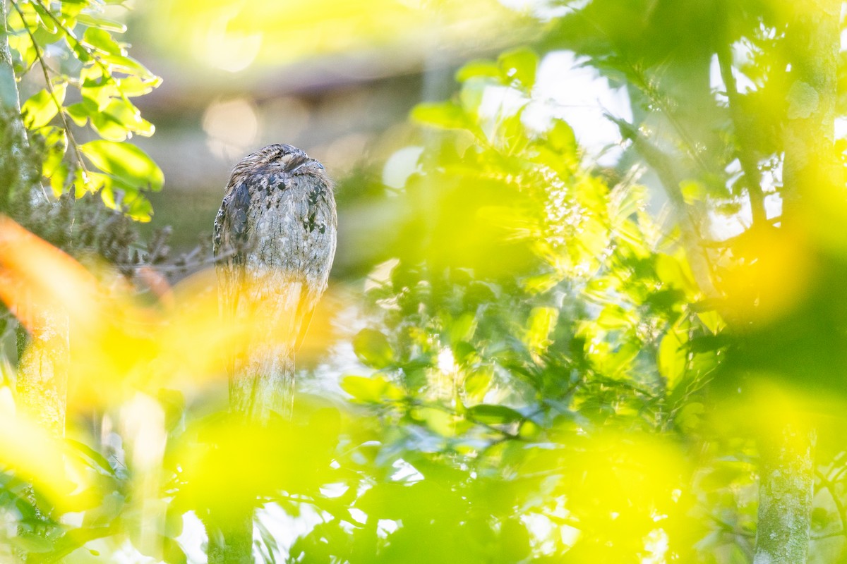 Common Potoo - ML646396347
