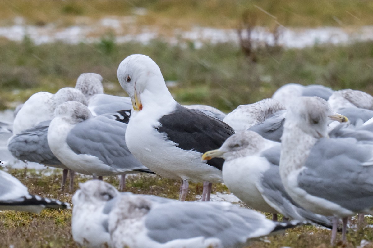 Great Black-backed Gull - ML646396348