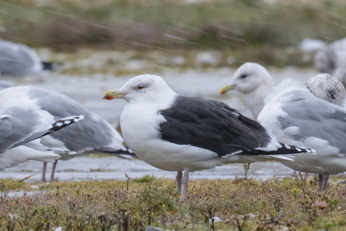 Great Black-backed Gull - ML646396349