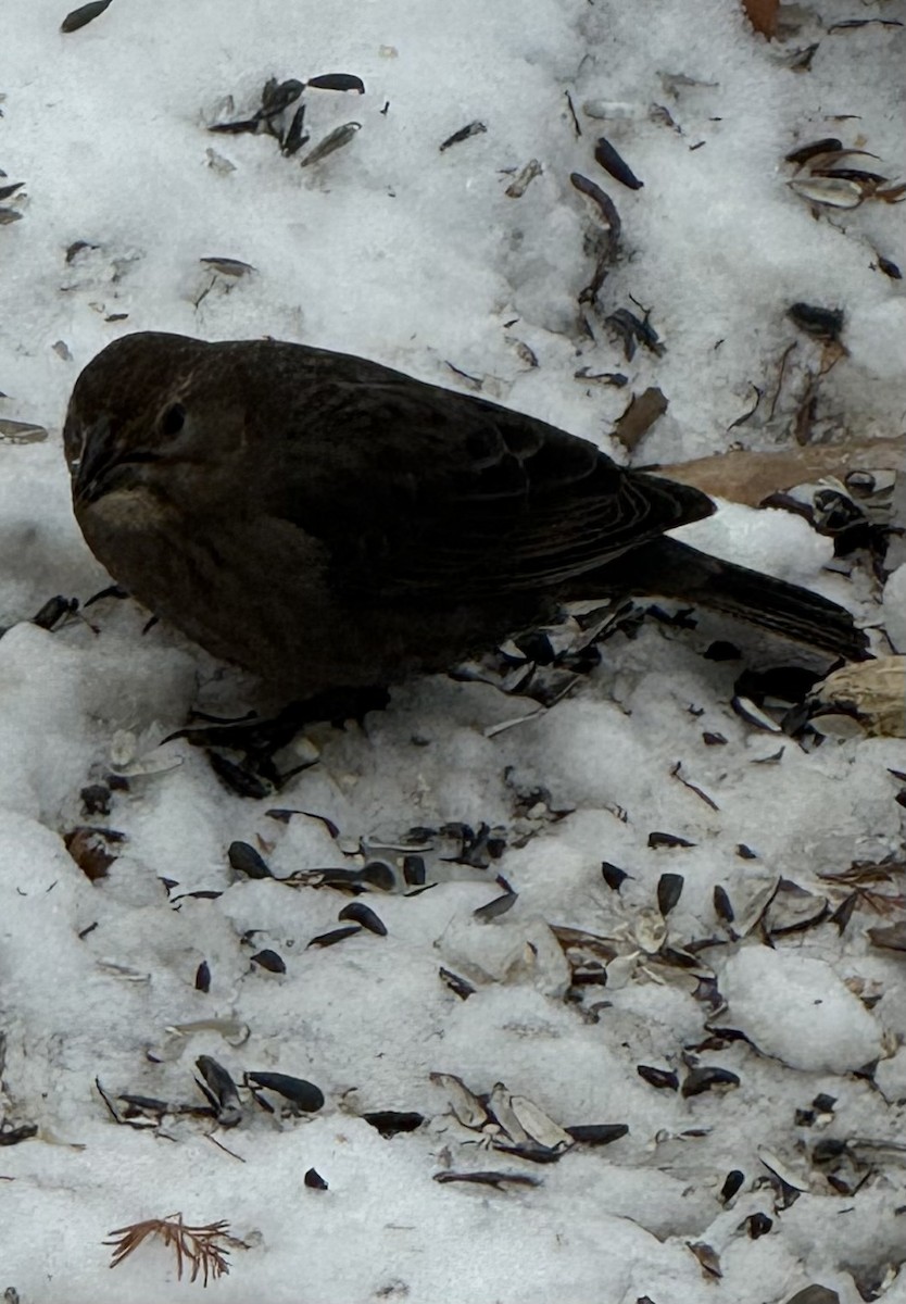 Braunkopf-Kuhstärling - ML646396353