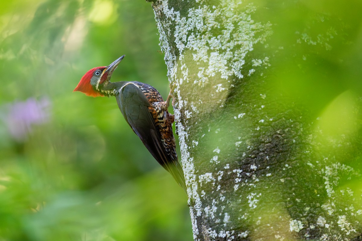 Lineated Woodpecker - ML646396354