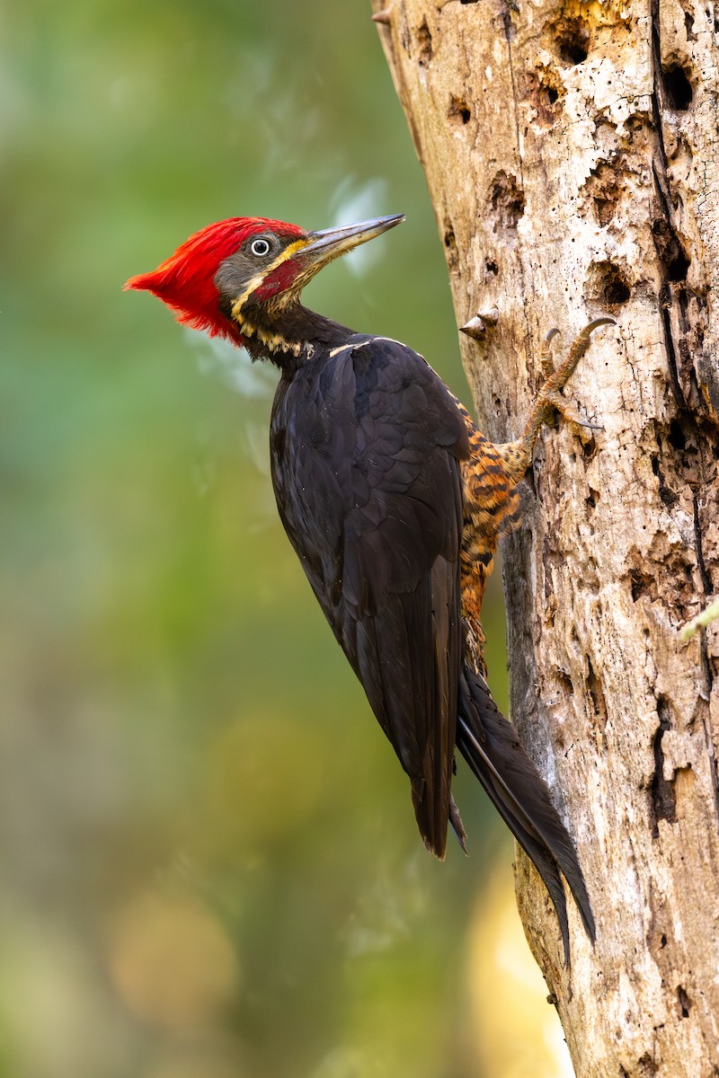 Lineated Woodpecker - ML646396359