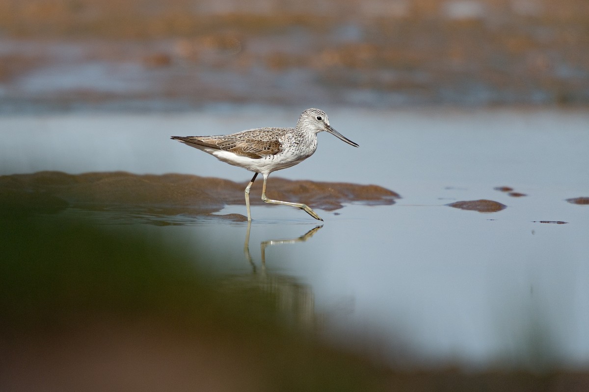 Common Greenshank - ML646396360