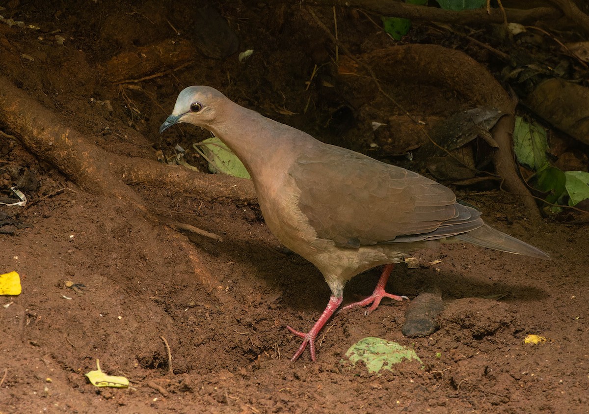 Gray-fronted Dove - ML646396362