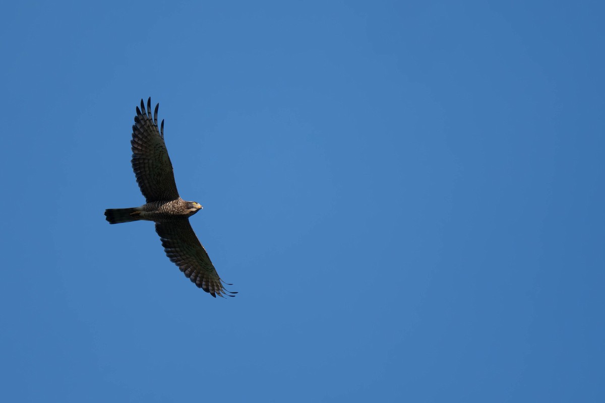 jestřábec východní - ML646396364