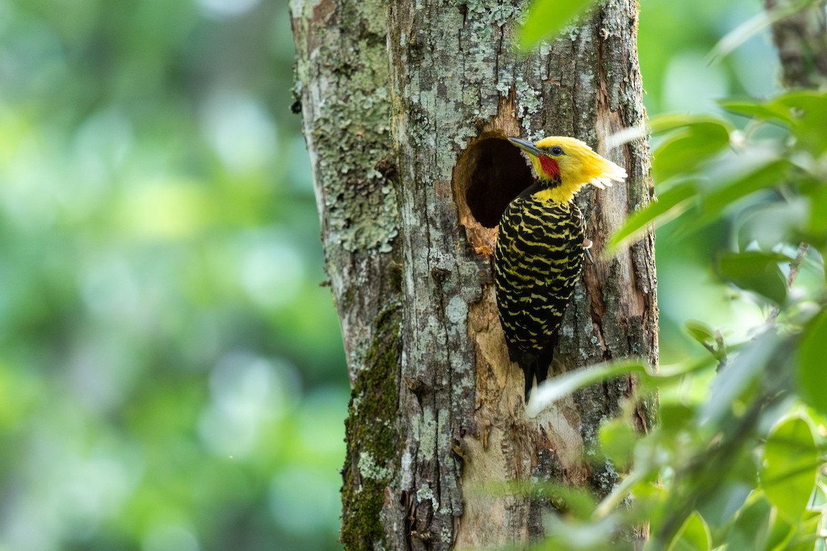 Blond-crested Woodpecker - ML646396365