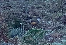 White-throated Laughingthrush - ML646396367