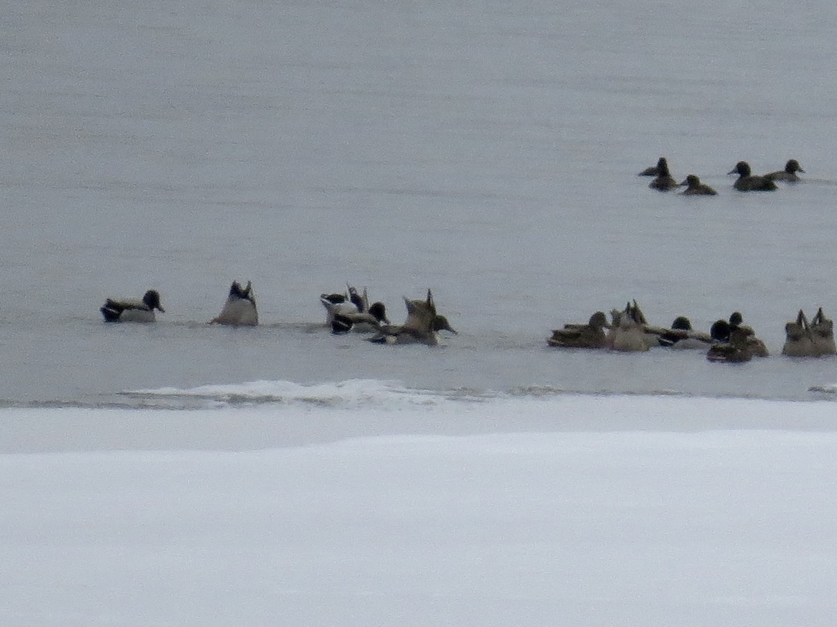 stjertand - ML646396371