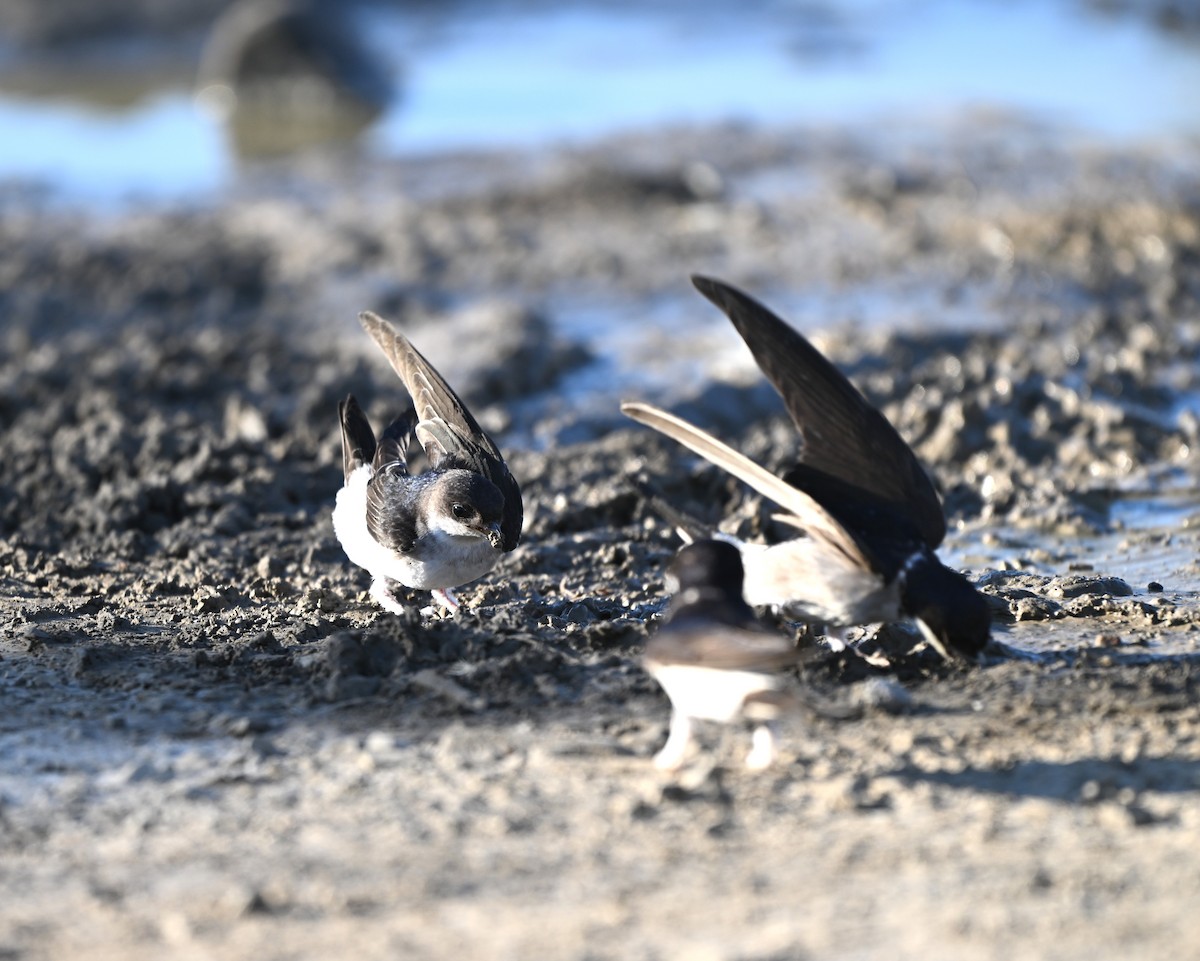 Western House-Martin - ML646396373