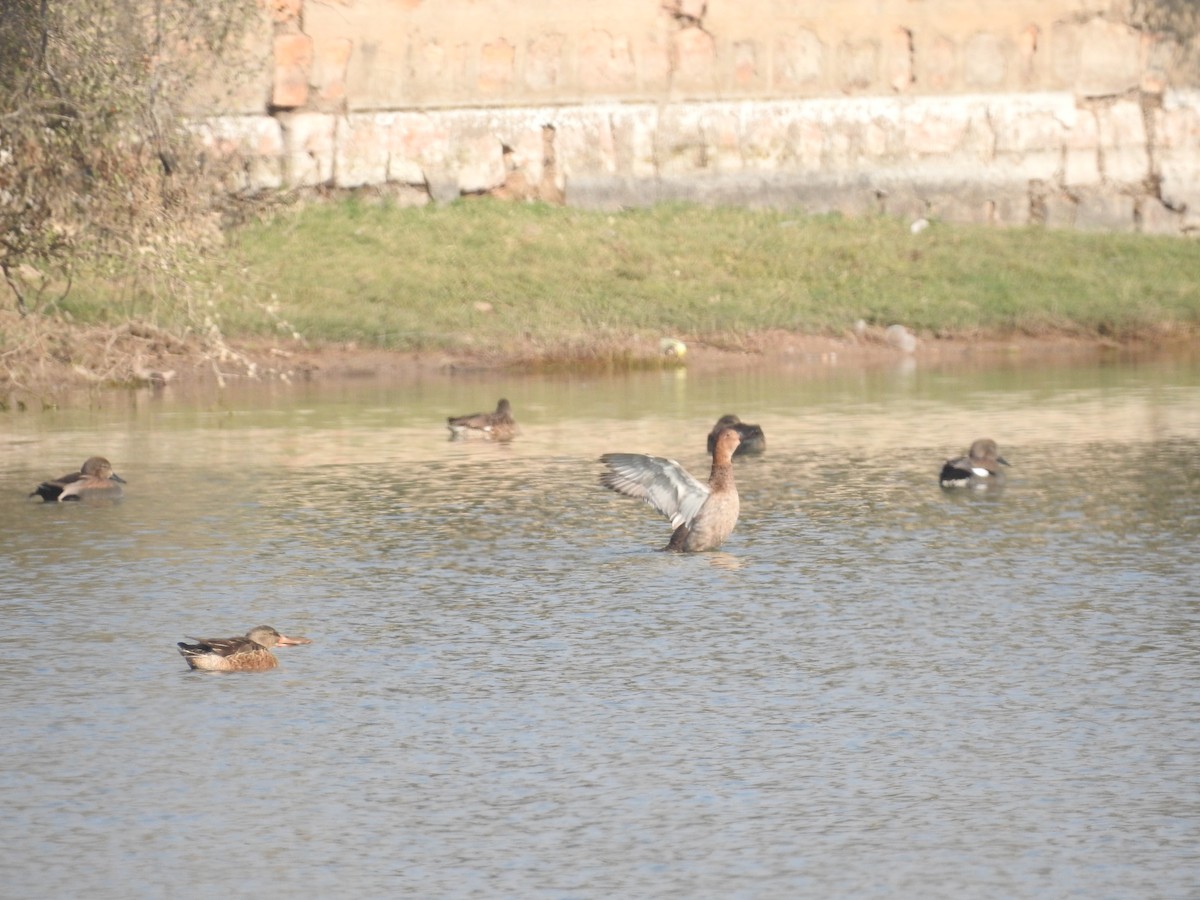 polák velký - ML646396375