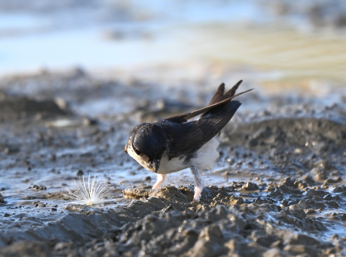 Western House-Martin - ML646396378