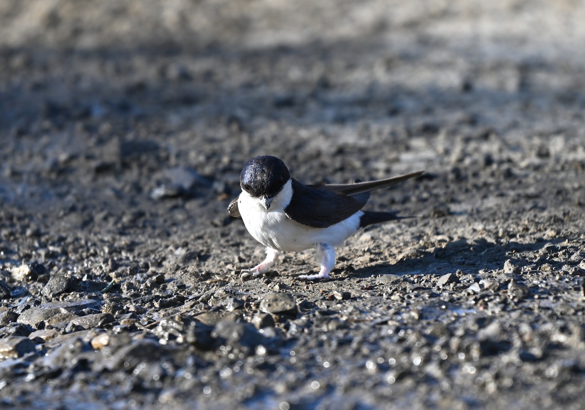 Western House-Martin - ML646396379