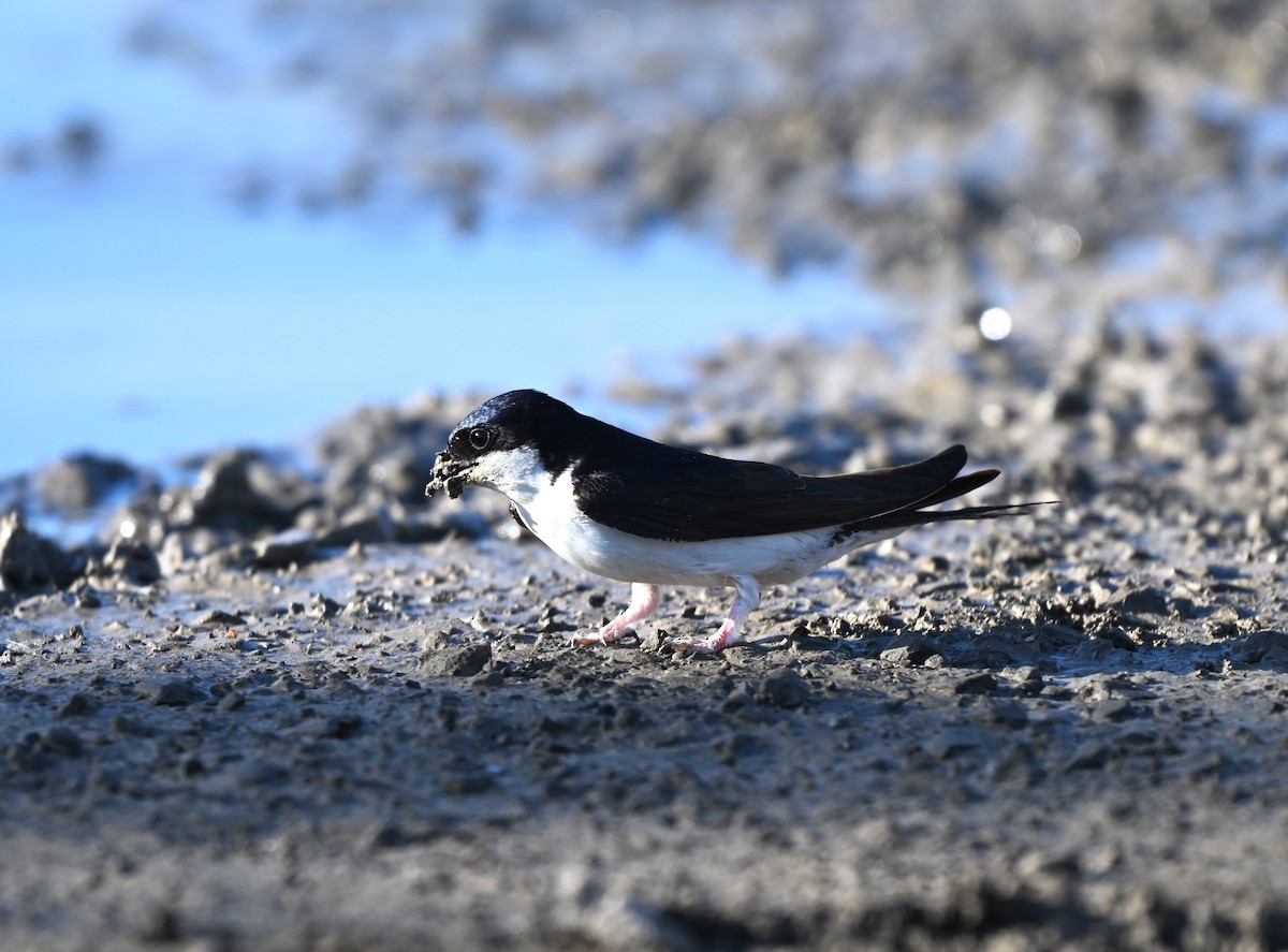 Western House-Martin - ML646396380