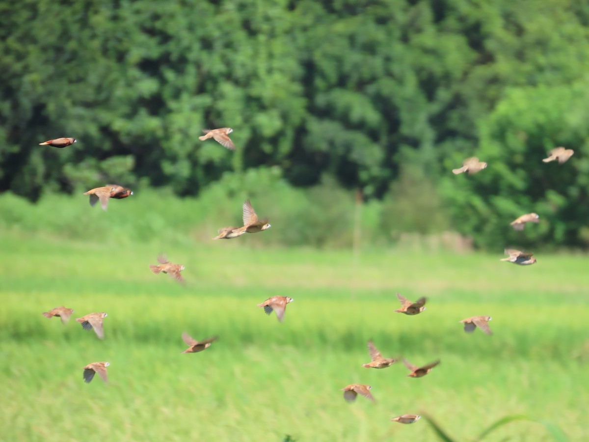Chestnut Munia - ML646396381