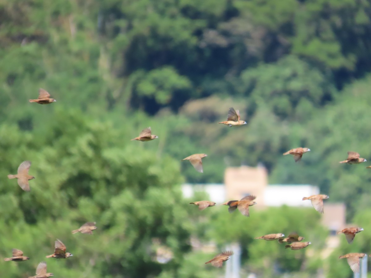 Chestnut Munia - ML646396382