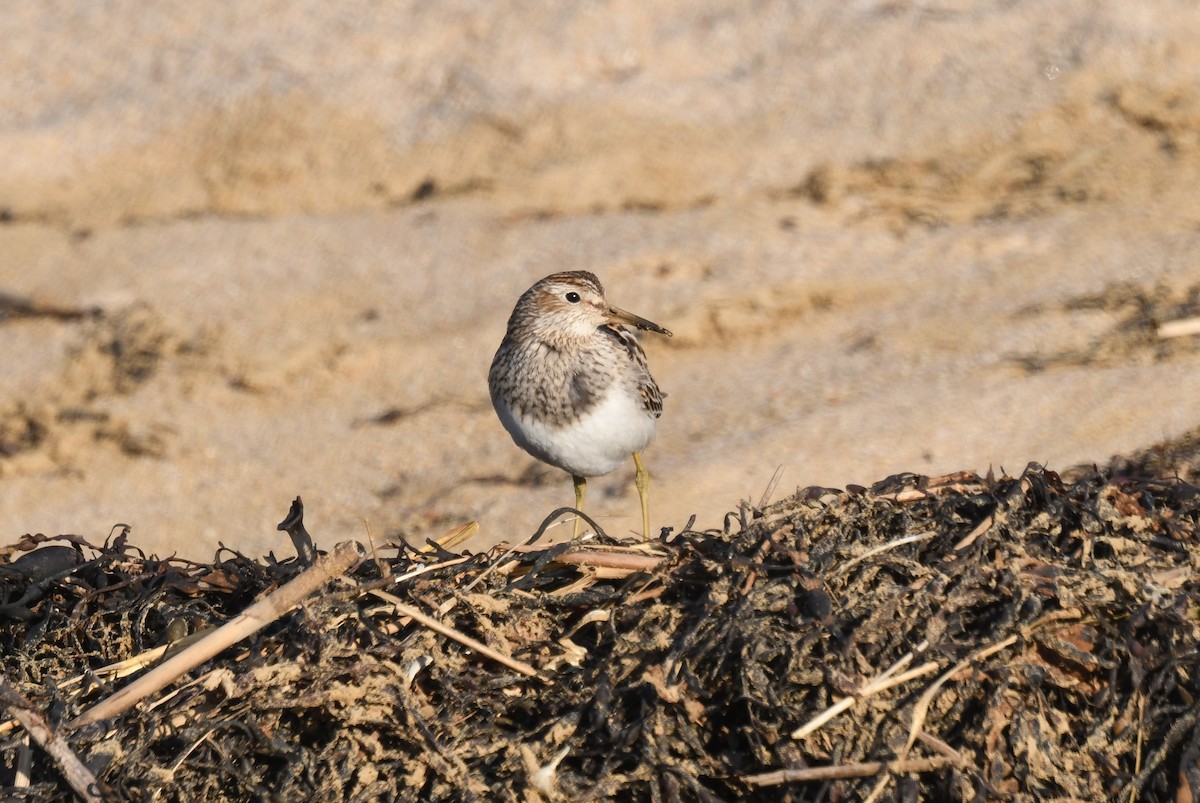 jespák skvrnitý - ML646396385