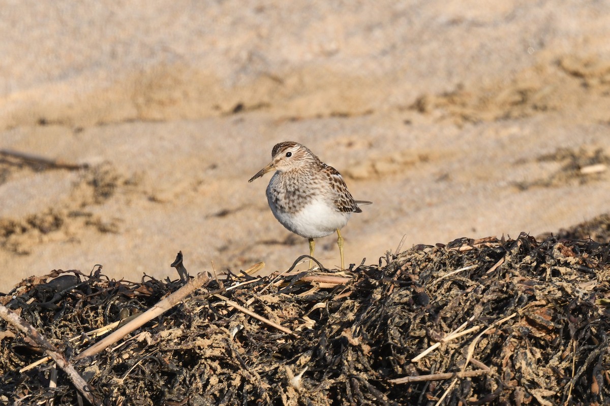 jespák skvrnitý - ML646396386