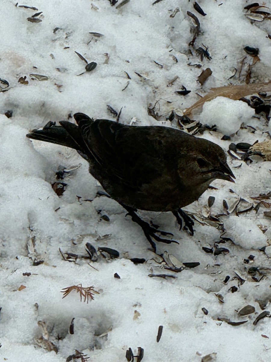 Braunkopf-Kuhstärling - ML646396396