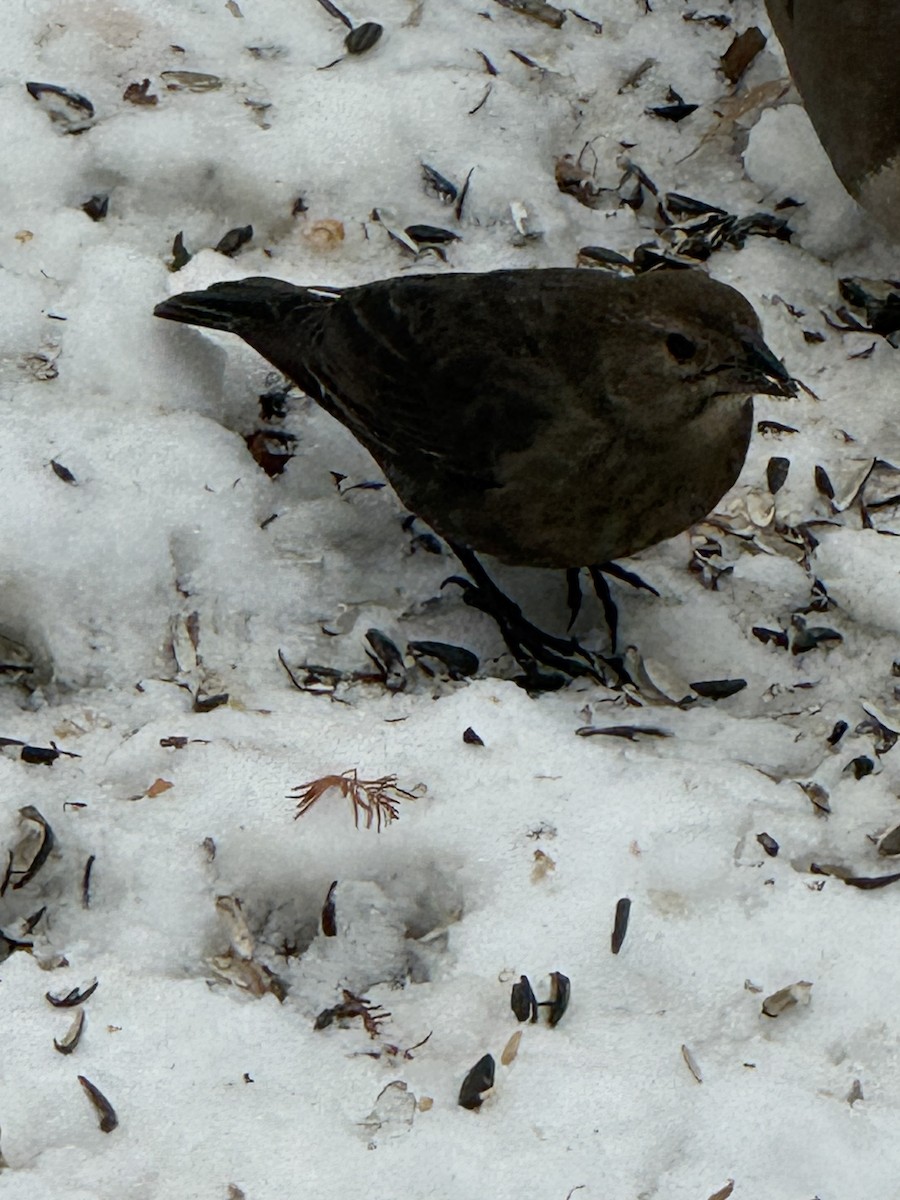 Braunkopf-Kuhstärling - ML646396397