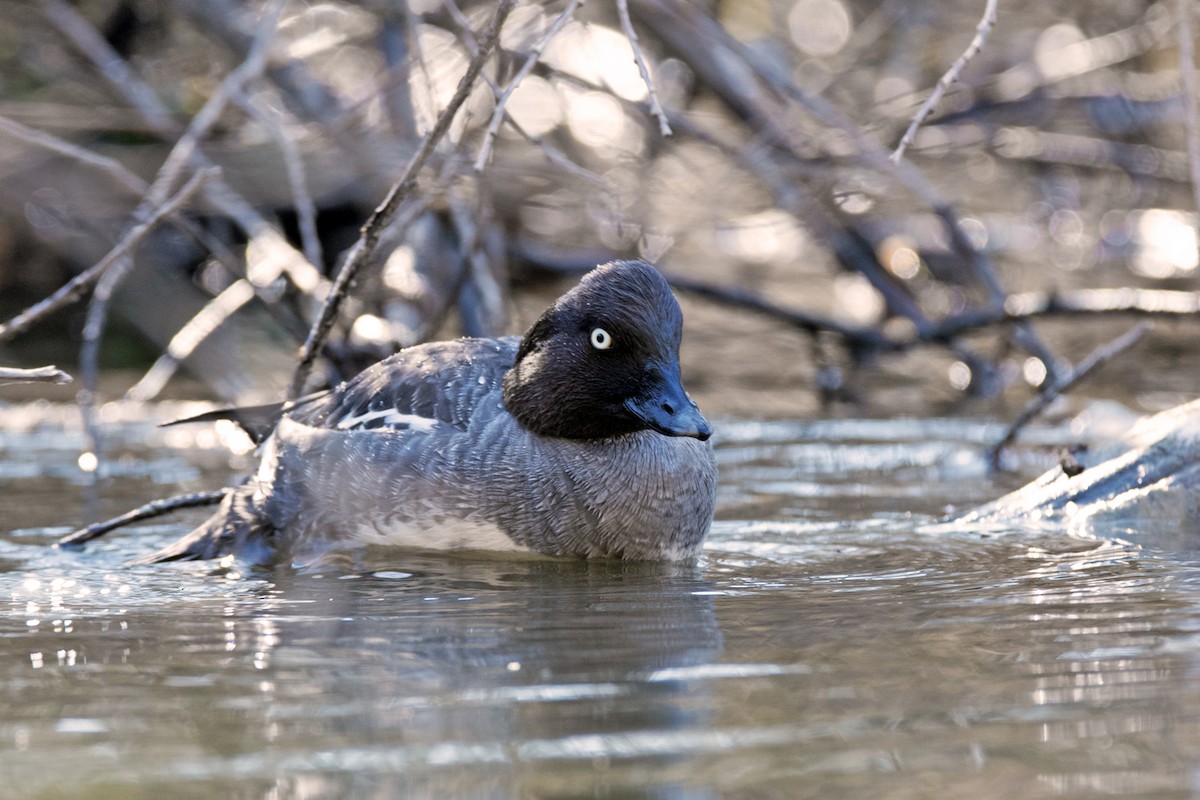Алаг шунгаач - ML646396399