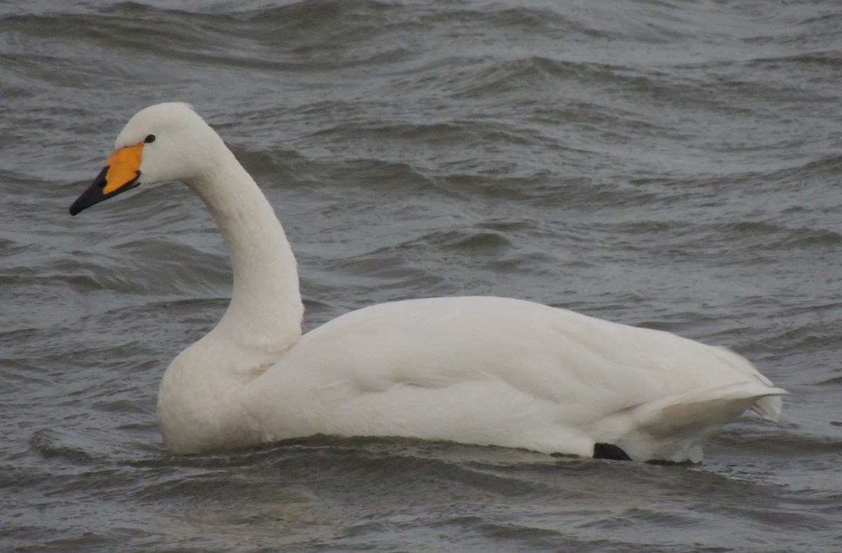 labuť zpěvná - ML646396401