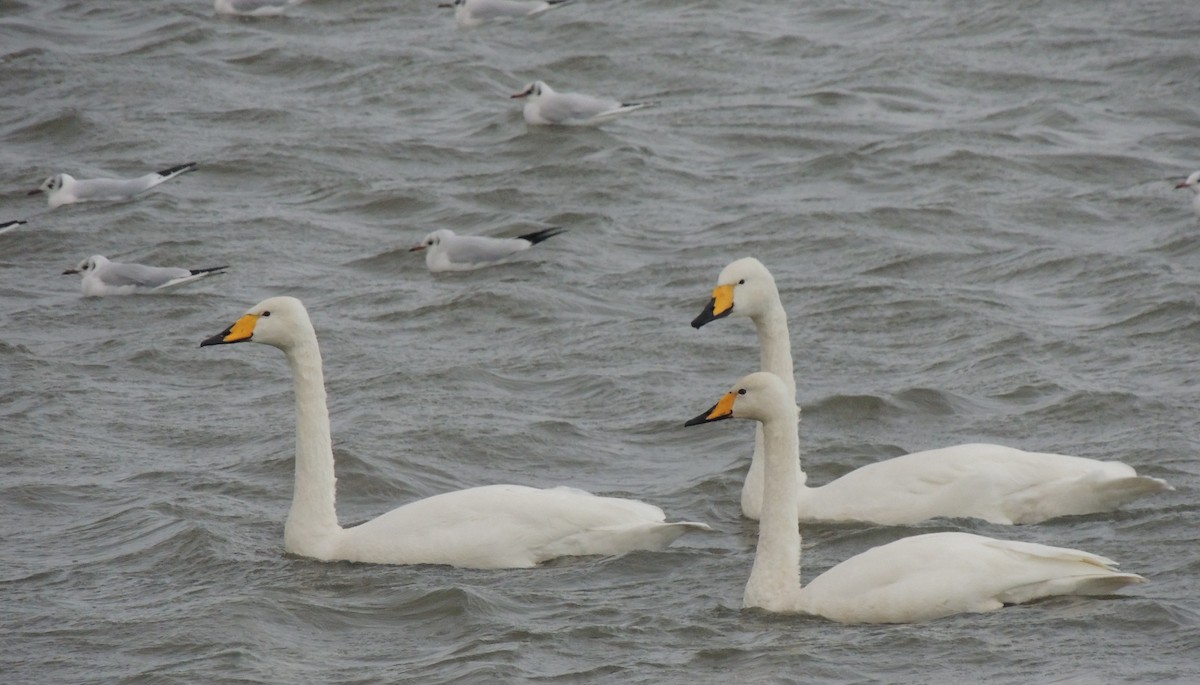 labuť zpěvná - ML646396402