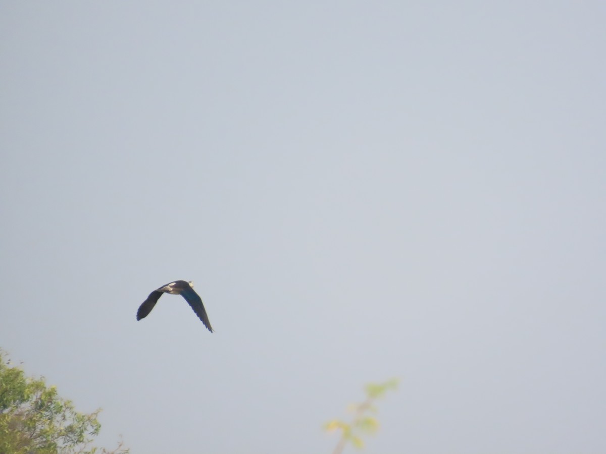 Knob-billed Duck - ML646396404