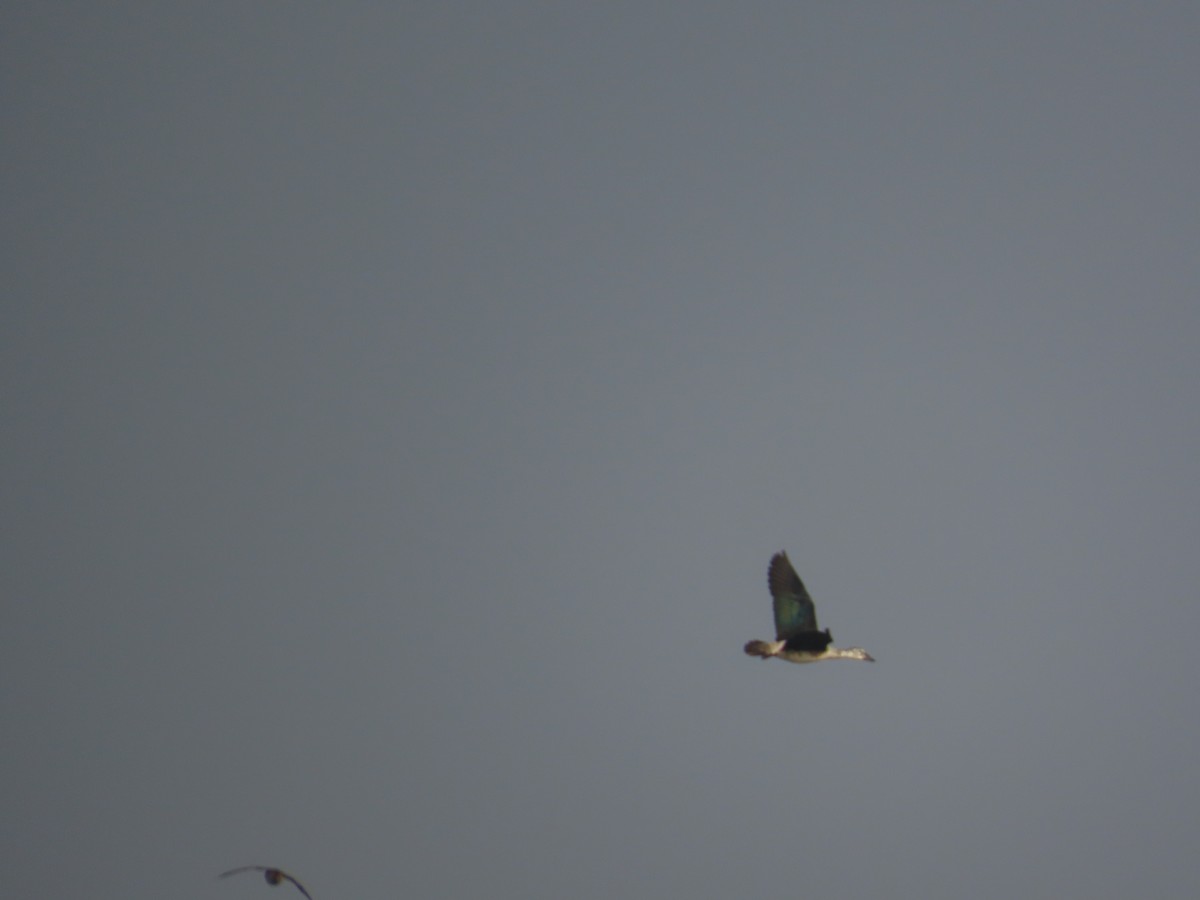 Knob-billed Duck - ML646396405