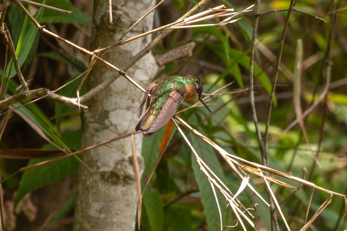 Brazilian Ruby - ML646396406