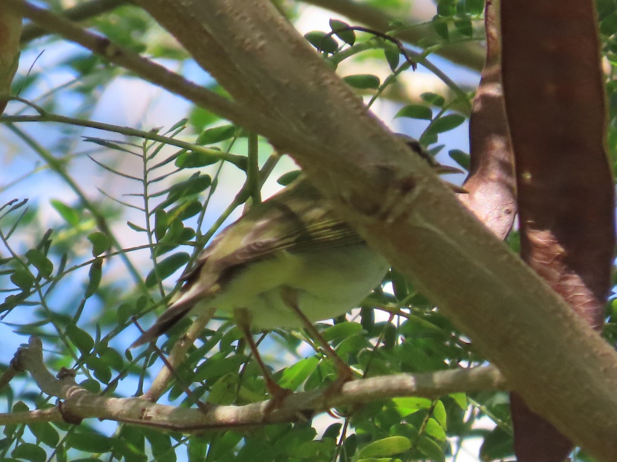 極北柳鶯 - ML646396408