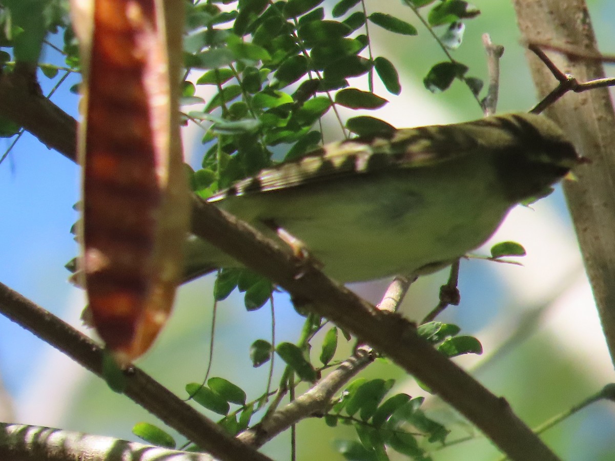 極北柳鶯 - ML646396409